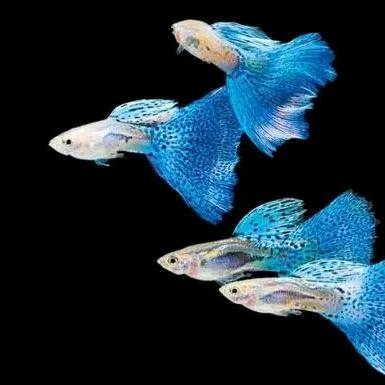 Fish liu