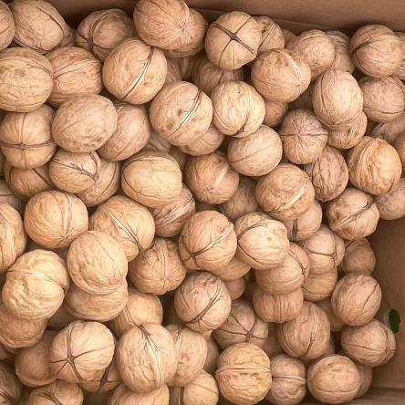 干果小子（主营大榛子野生榛子）