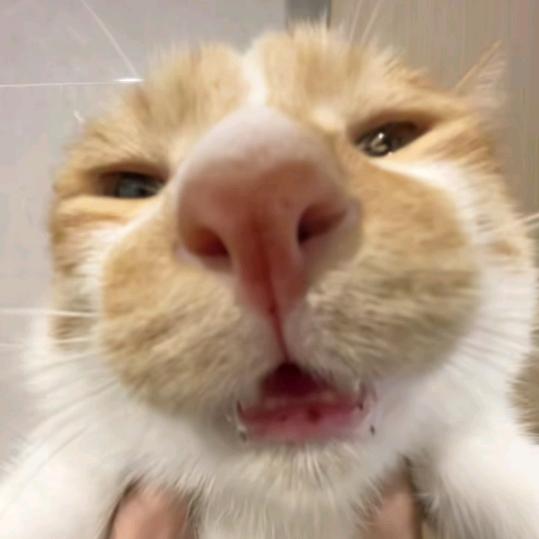 栎璃