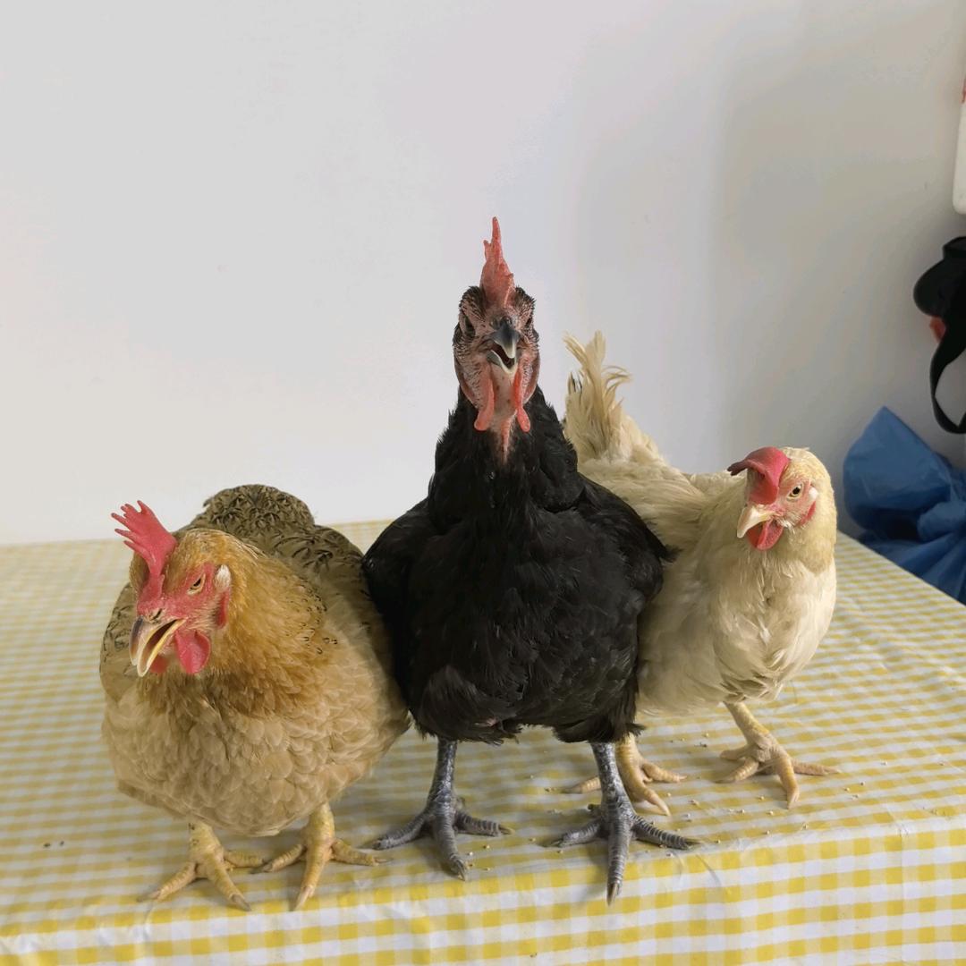 新琬妈妈