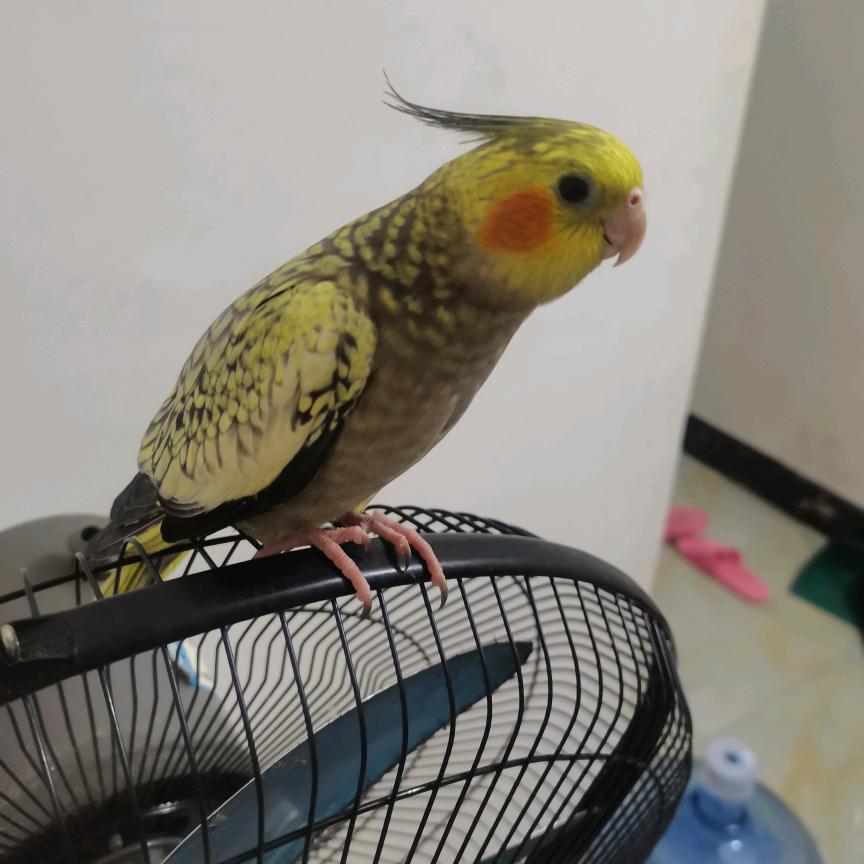 手养鹦鹉