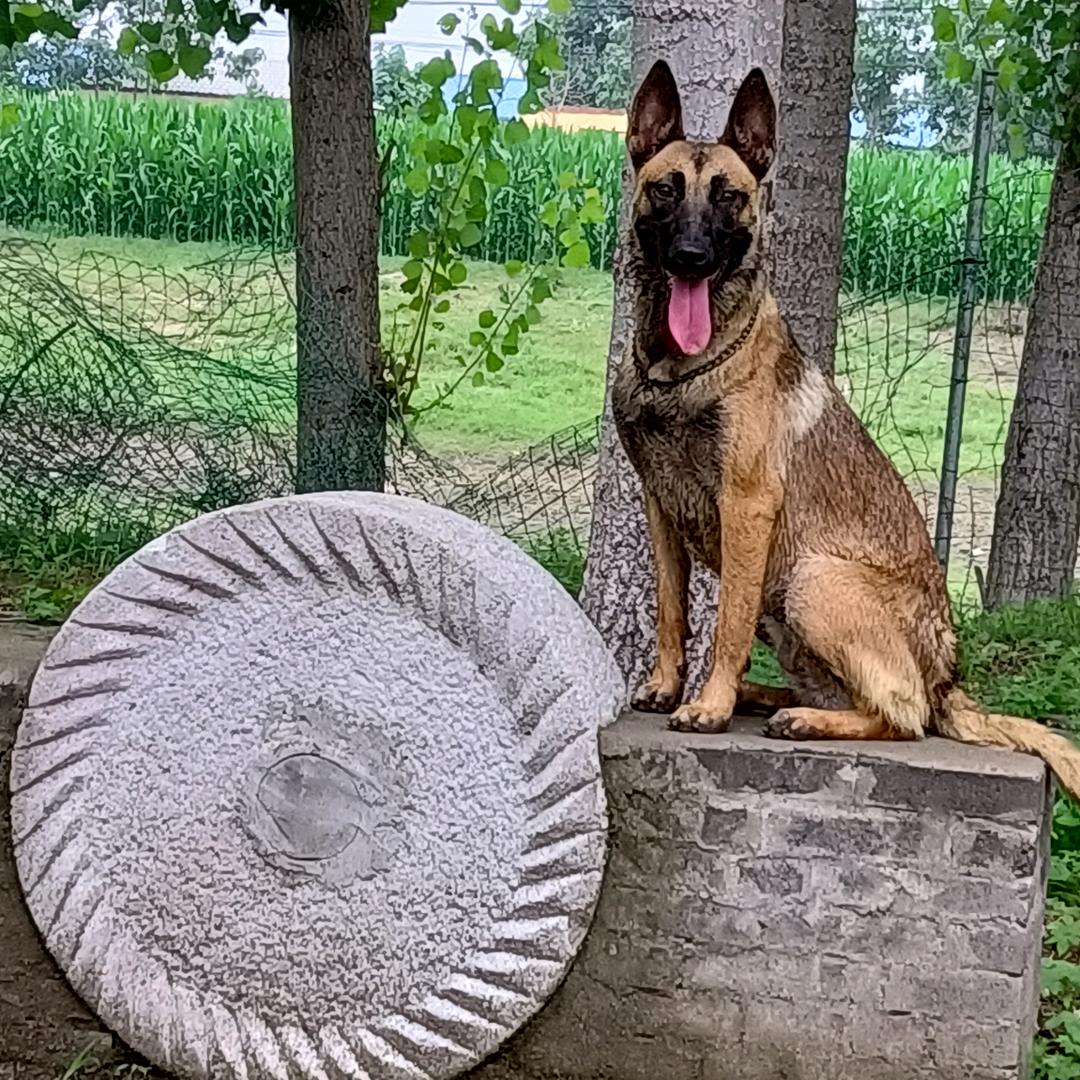 马犬毛豆