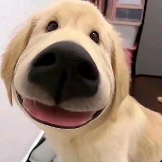 淋春