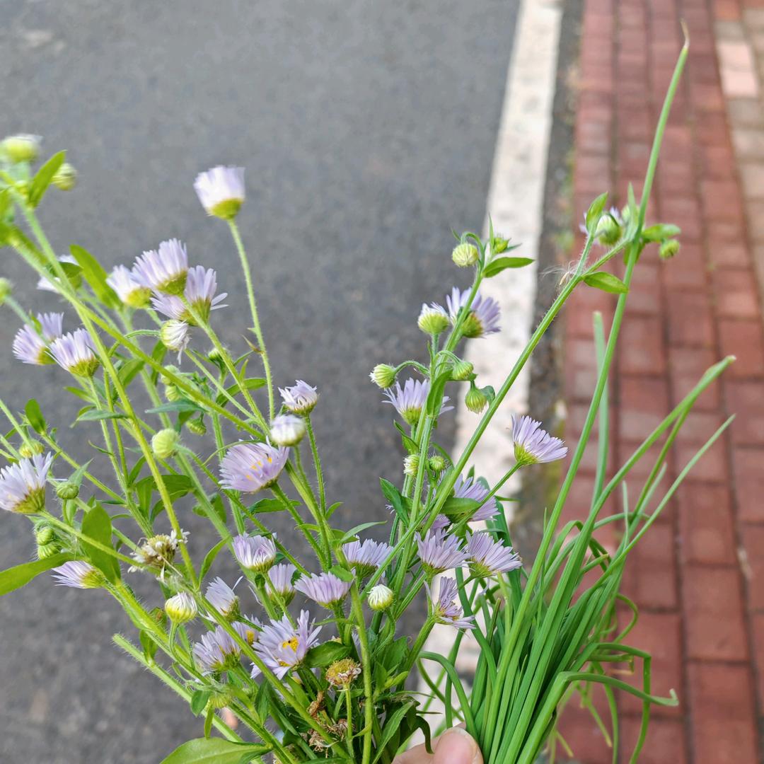燕子