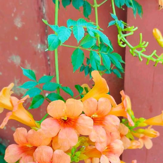 边小鱼锻炼健身