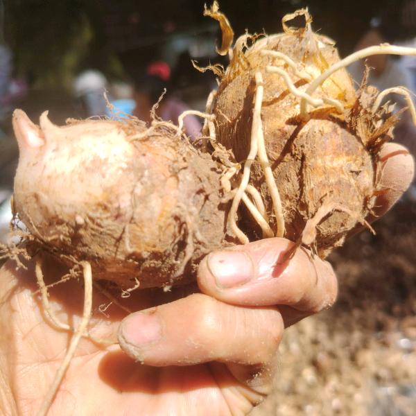 戴伯伯的芋头田