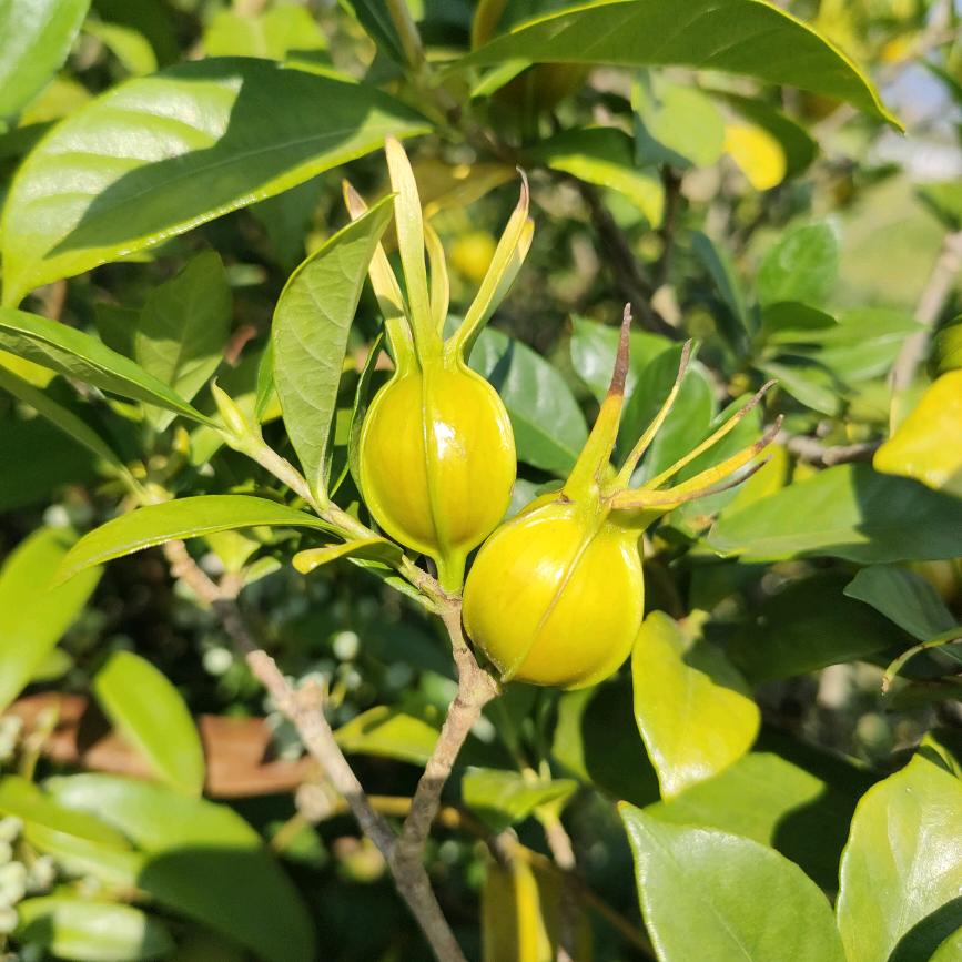 森林药材/森林食品
