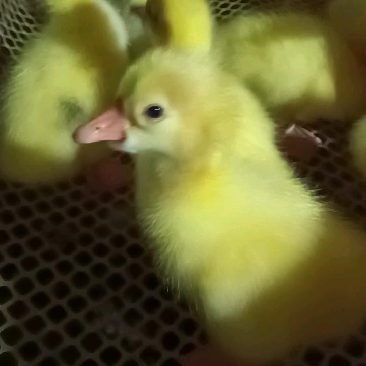 国华家庭农场养殖