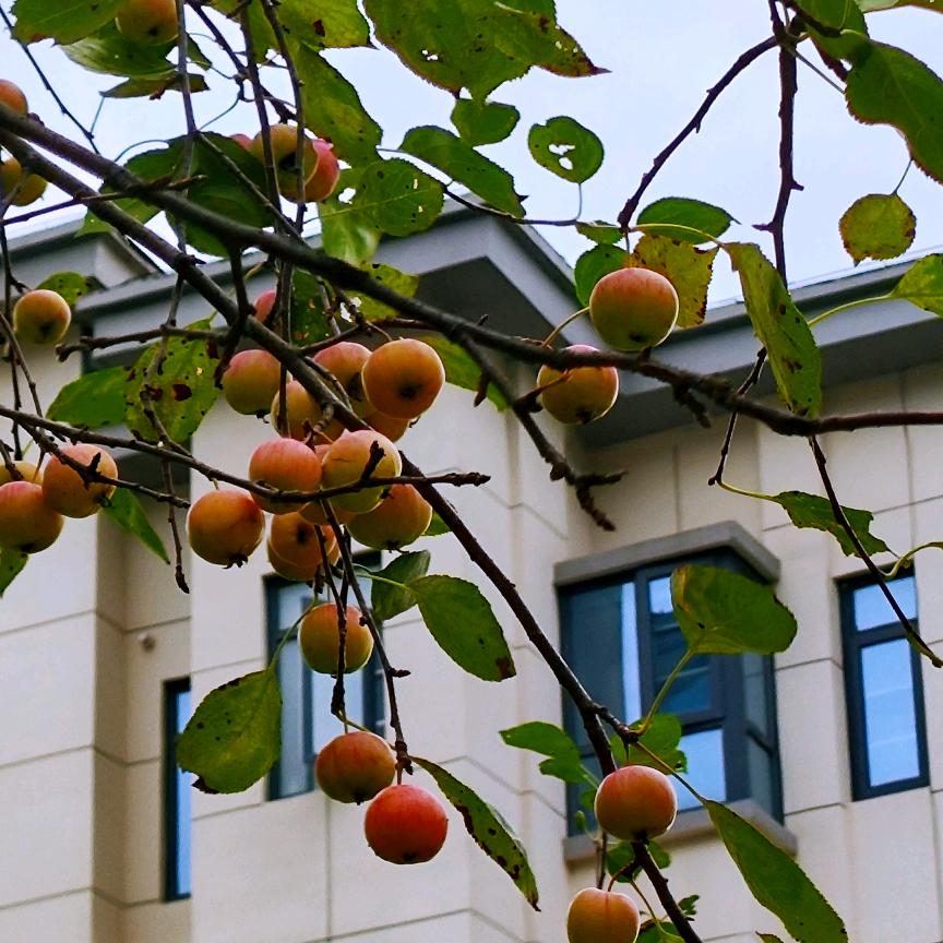 香飘万里
