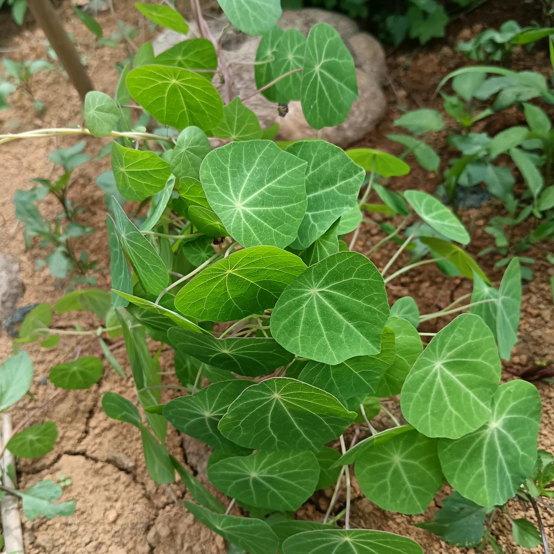 勐戛草木源