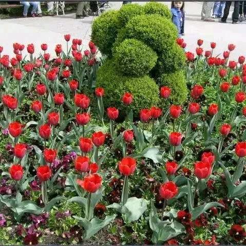 🍎幸🌹福🍎🎤🍎🌹🌹