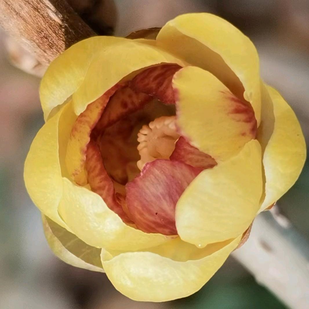 鄢陵鸣诺心腊梅花木经营部