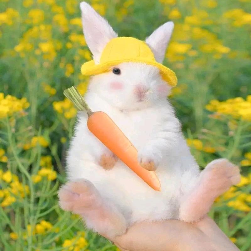 辅助贼六
