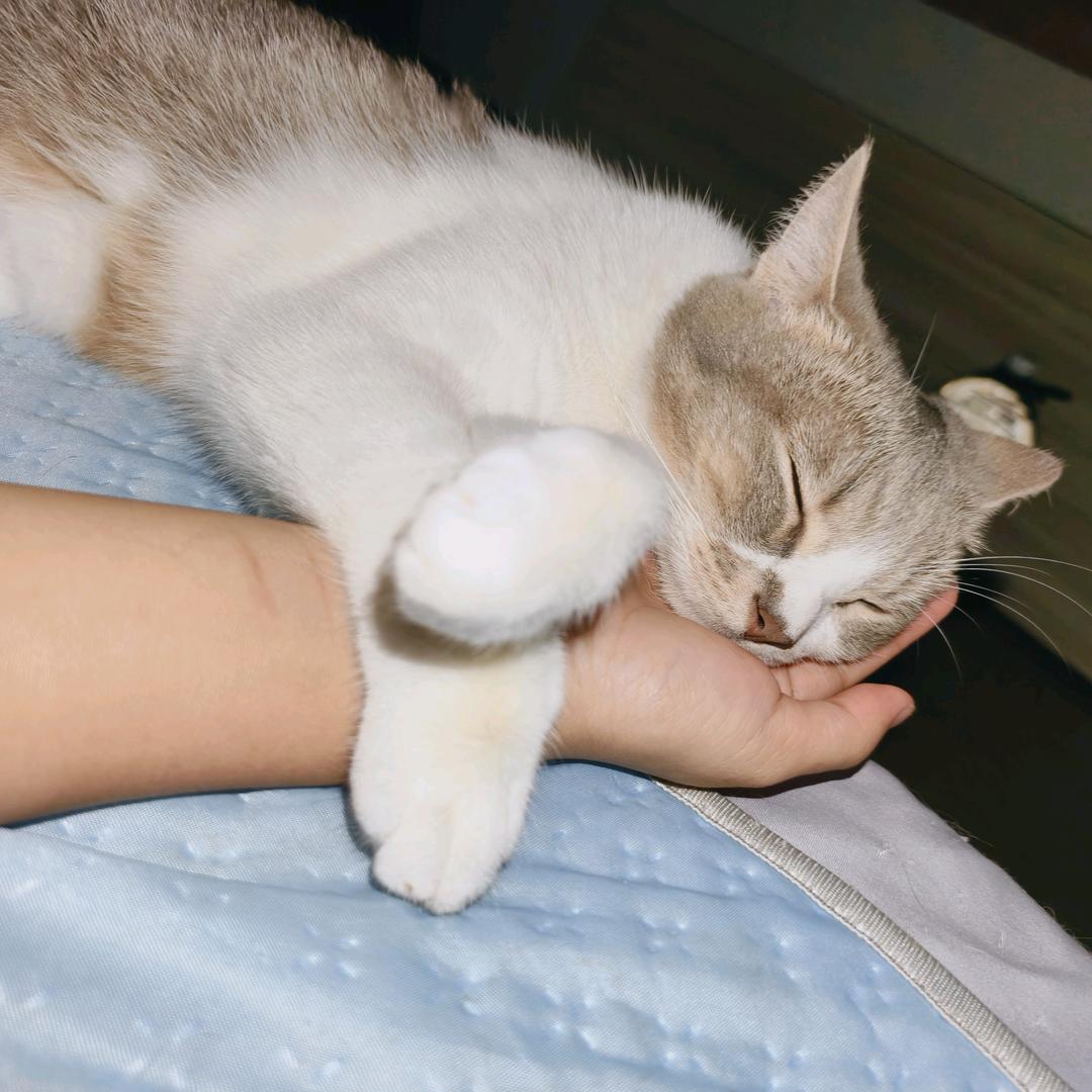 狗蛋