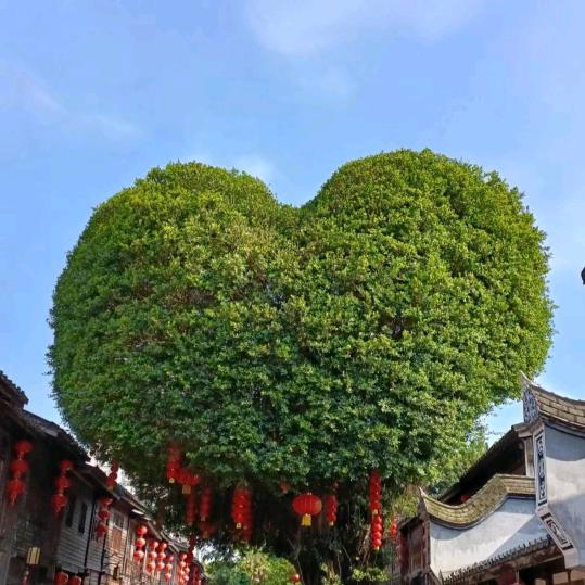 七七