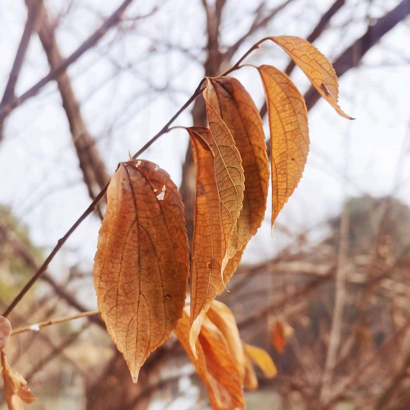 🍂归🍂零