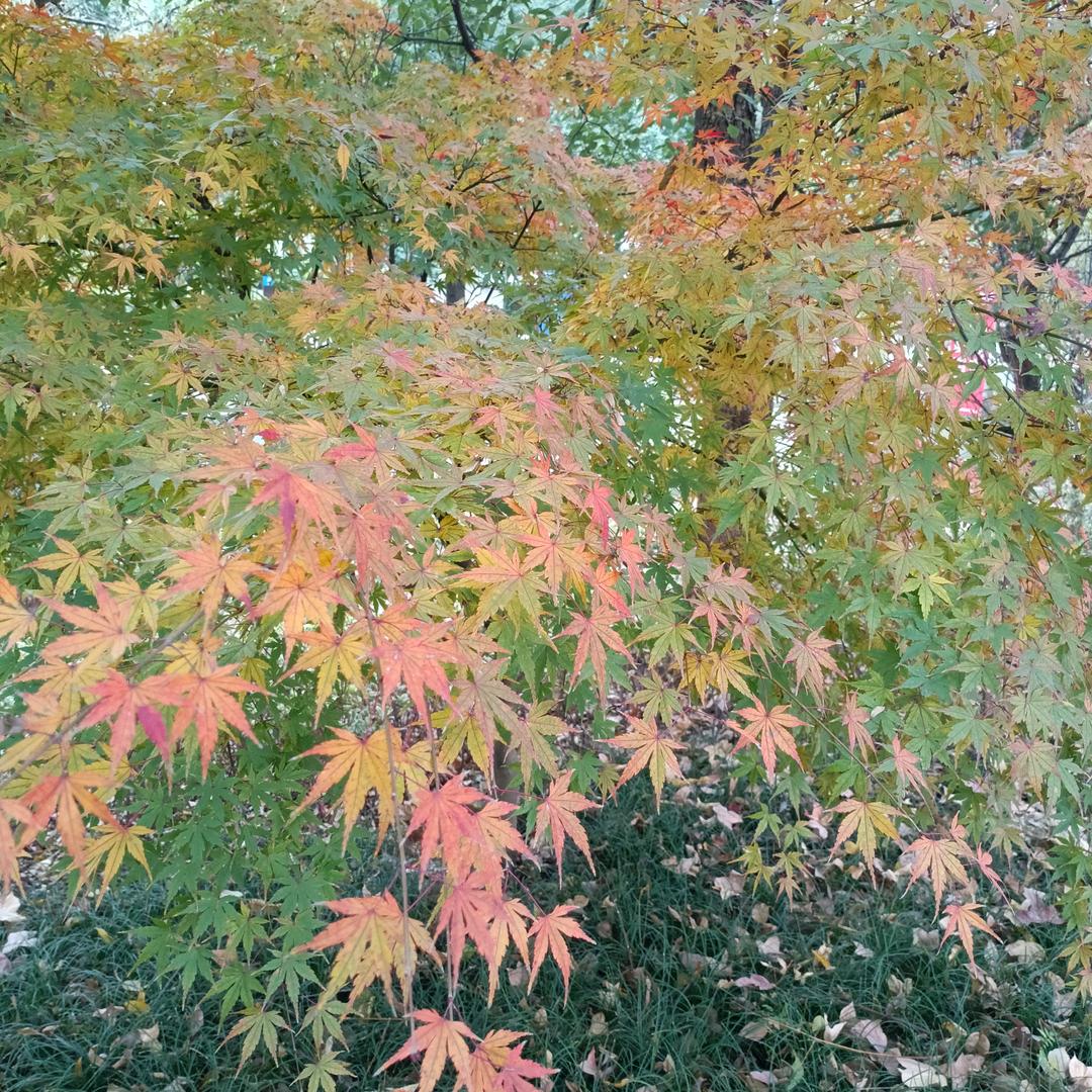 离异单亲爸爸带女娃