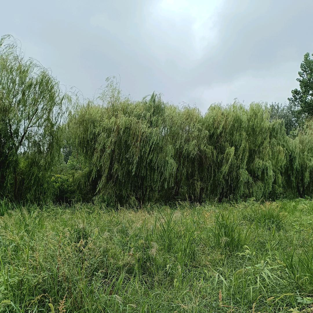 青春永驻.