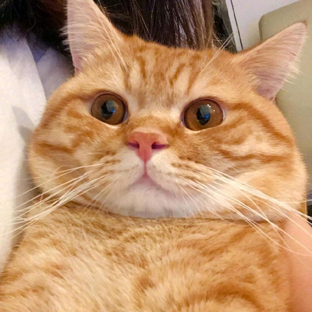 橙猫猫精选