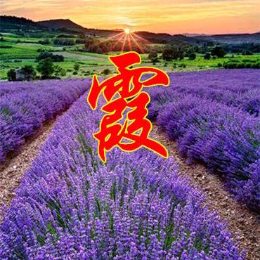 美好生活霞姐
