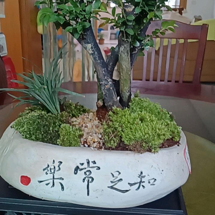 雄起的发原地