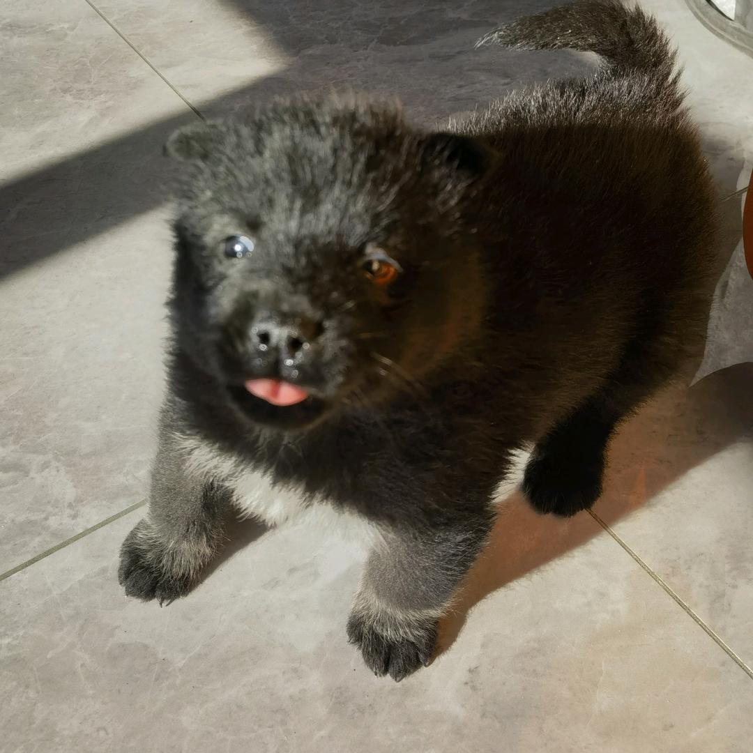 袈裟不是我偷的🐶（来福）