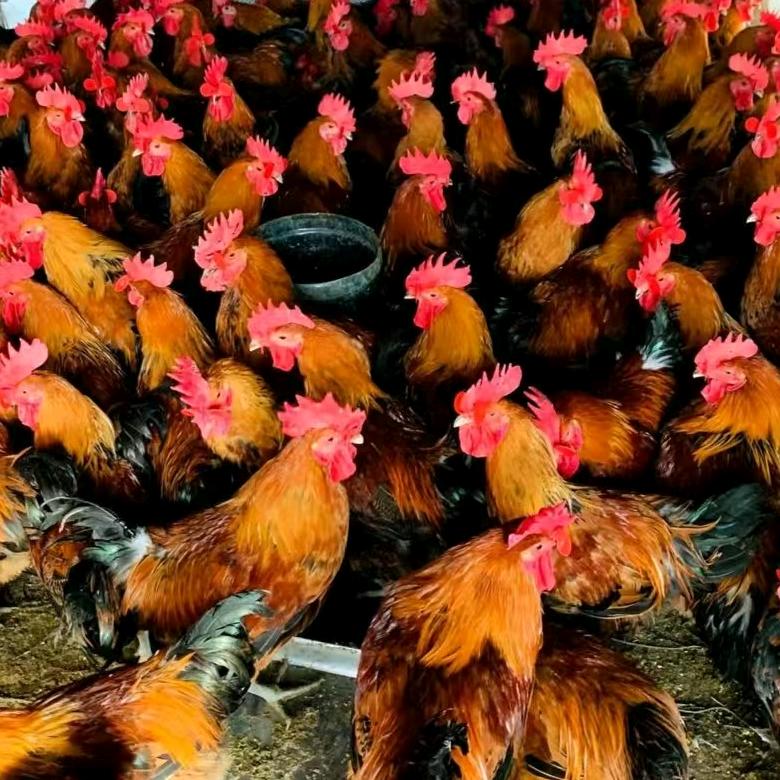 家养溜达笨公鸡