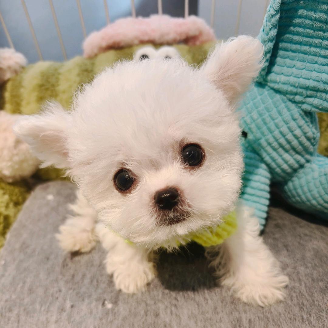 沫沫和她的熊崽子们