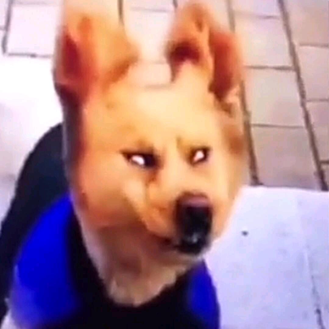 小狗