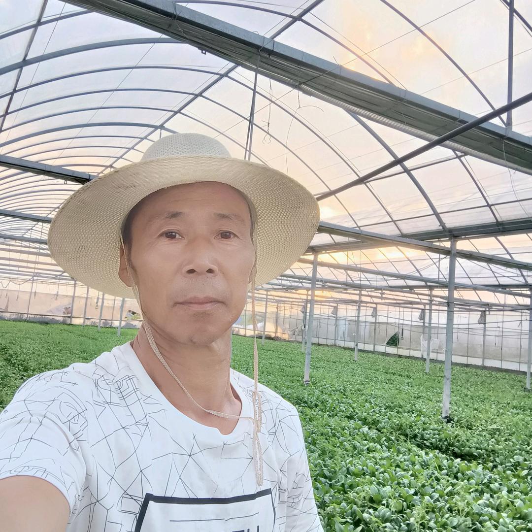 精品大棚蔬菜