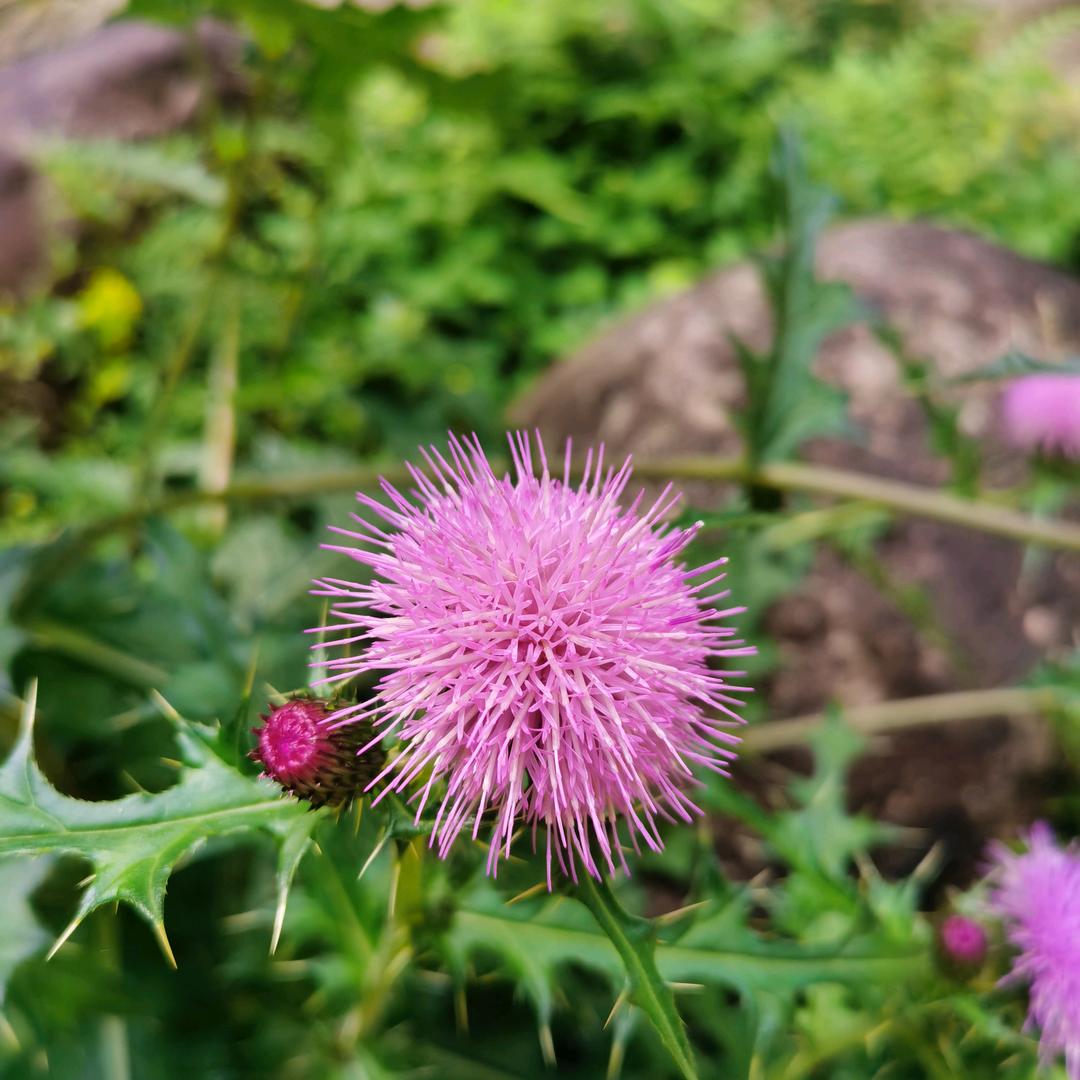 微微一笑很倾城