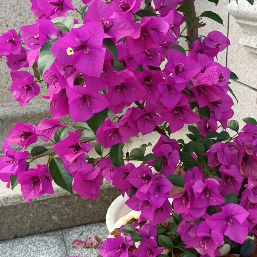 峰