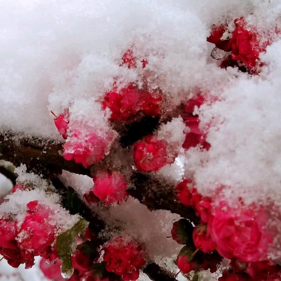 🌹🌹清心淡然🌹🌹