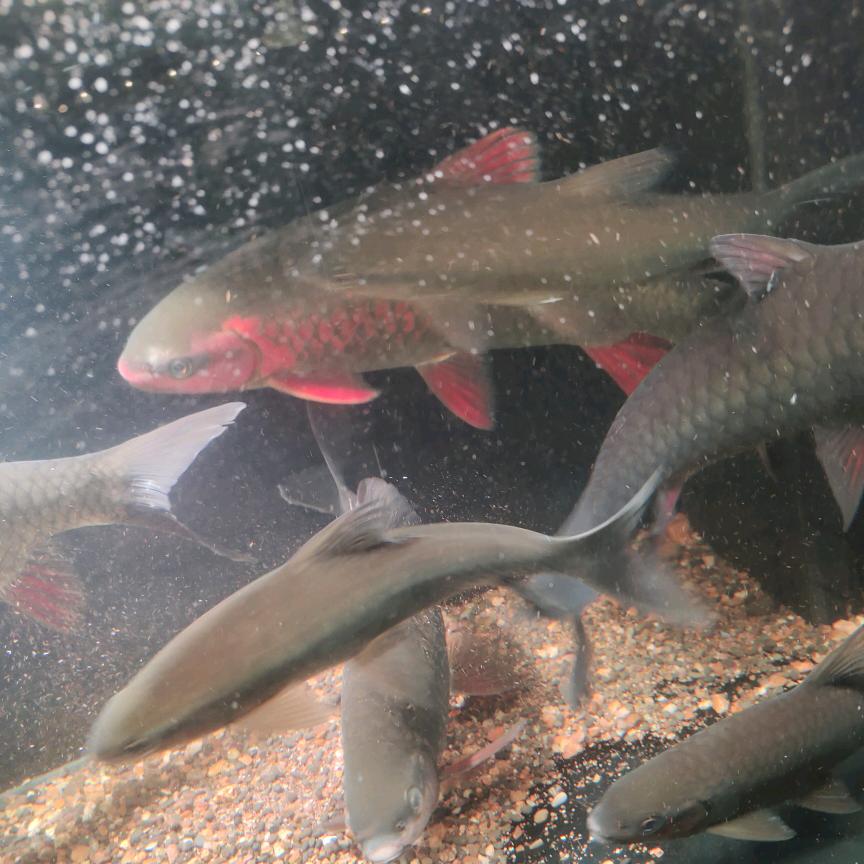 柳州丰园鱼生全品用鱼配送中心