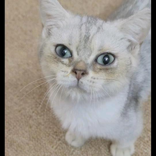 可姐是稳定猫!