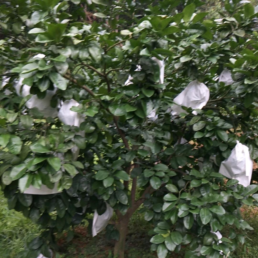 万兴种养基地刘总