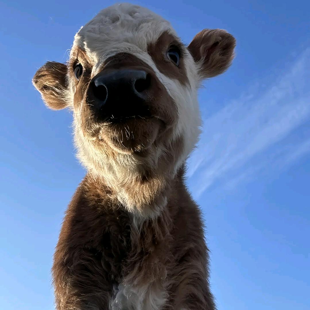耕胜领鲜牛羊肉客服-亿亿