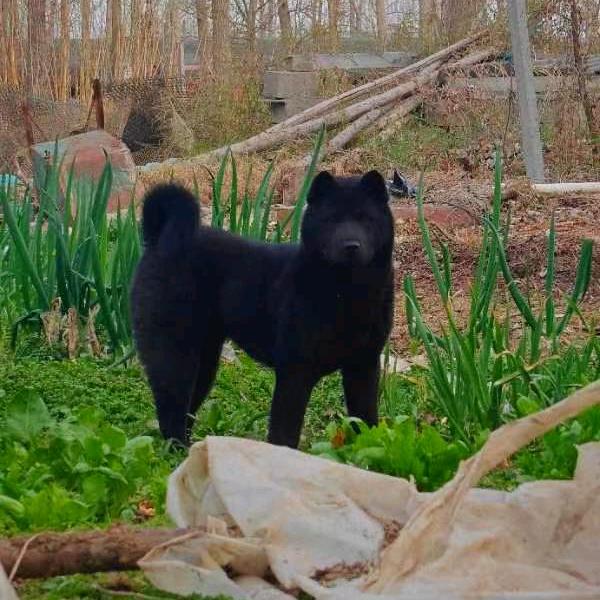 方圆田园犬舍（中华田园犬）