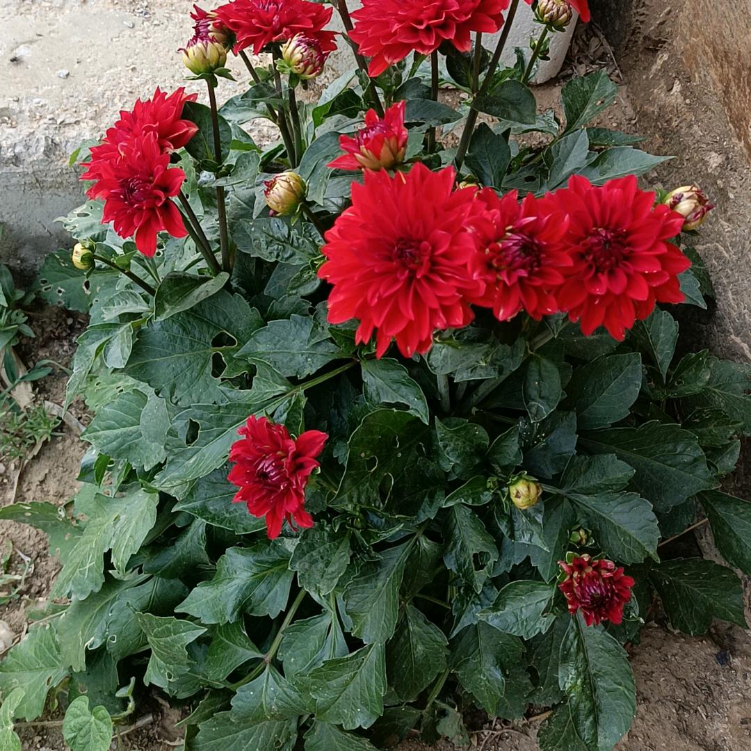 🌹🌺🌷顺其自然🌷🌸🌹