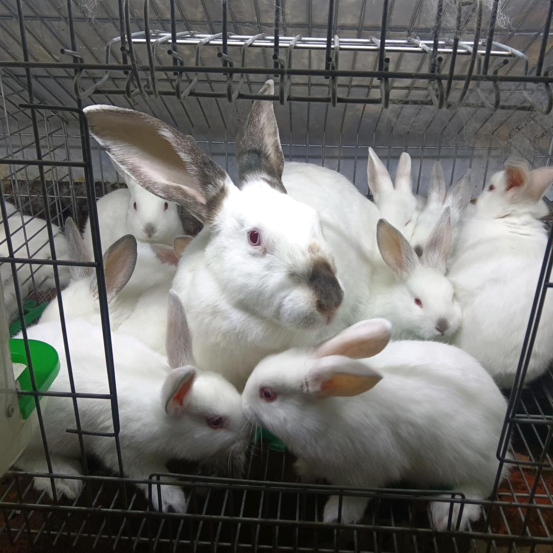 鄄城县鸿晖兔业《兔肉》批发零售