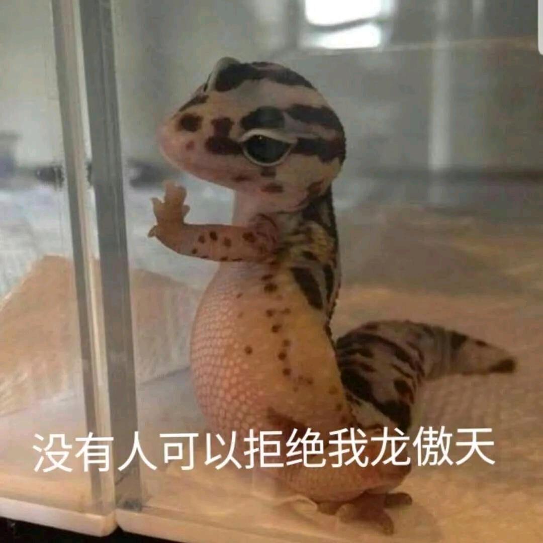 爱学习的君桑