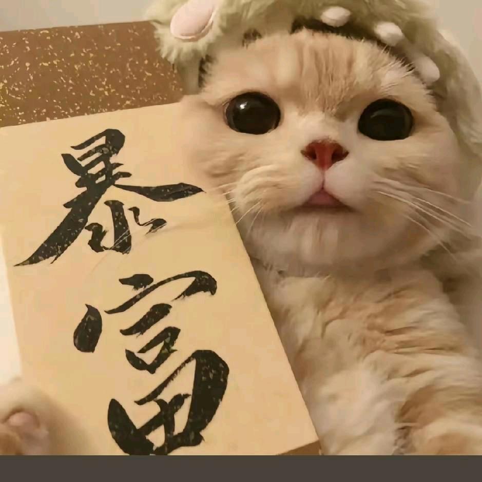 奶猫小财迷