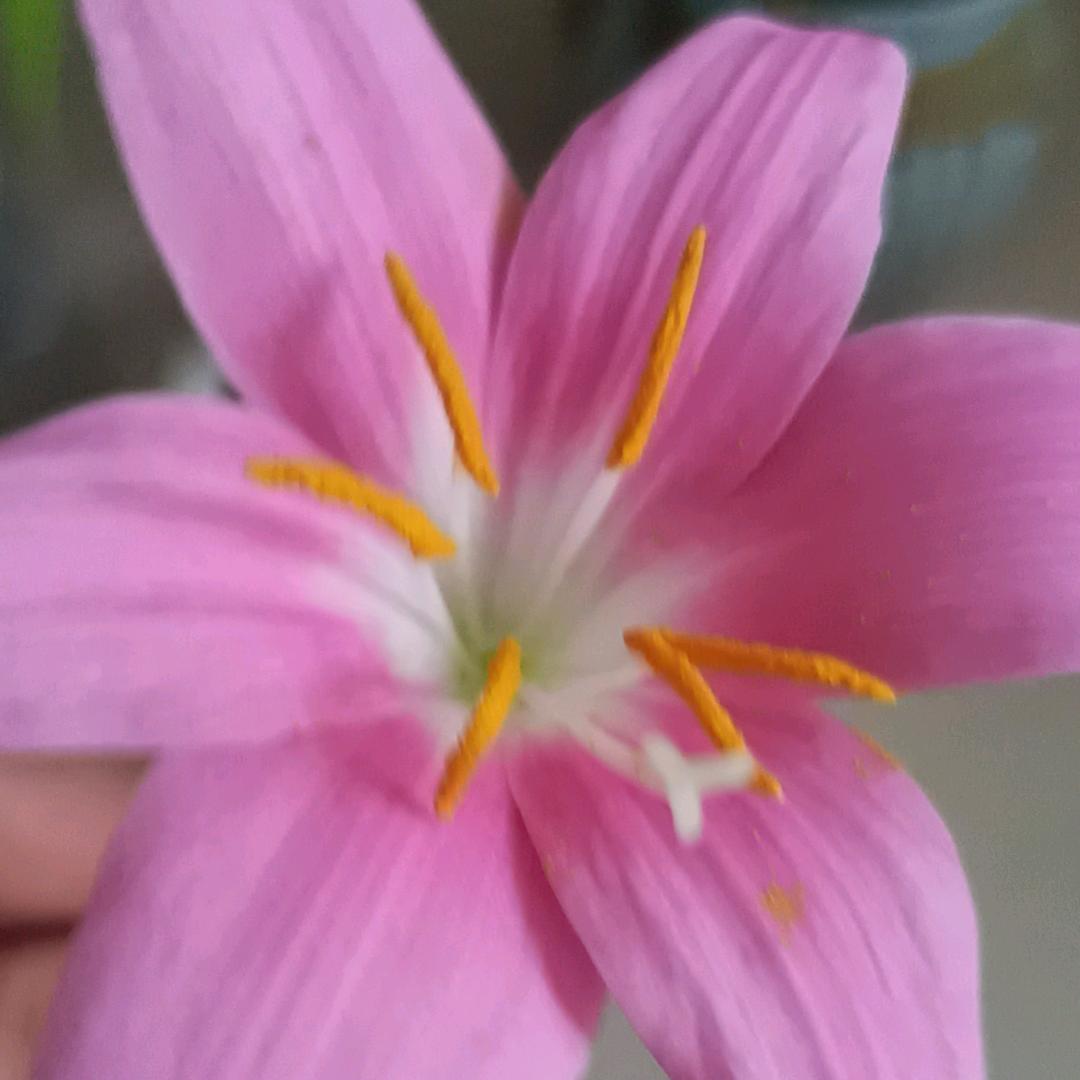 快乐小芳