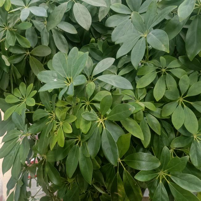 姜堰金丝利零售便利店