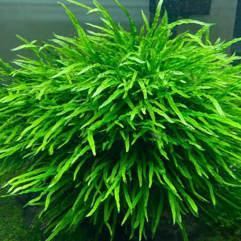水下叶水草繁殖基地