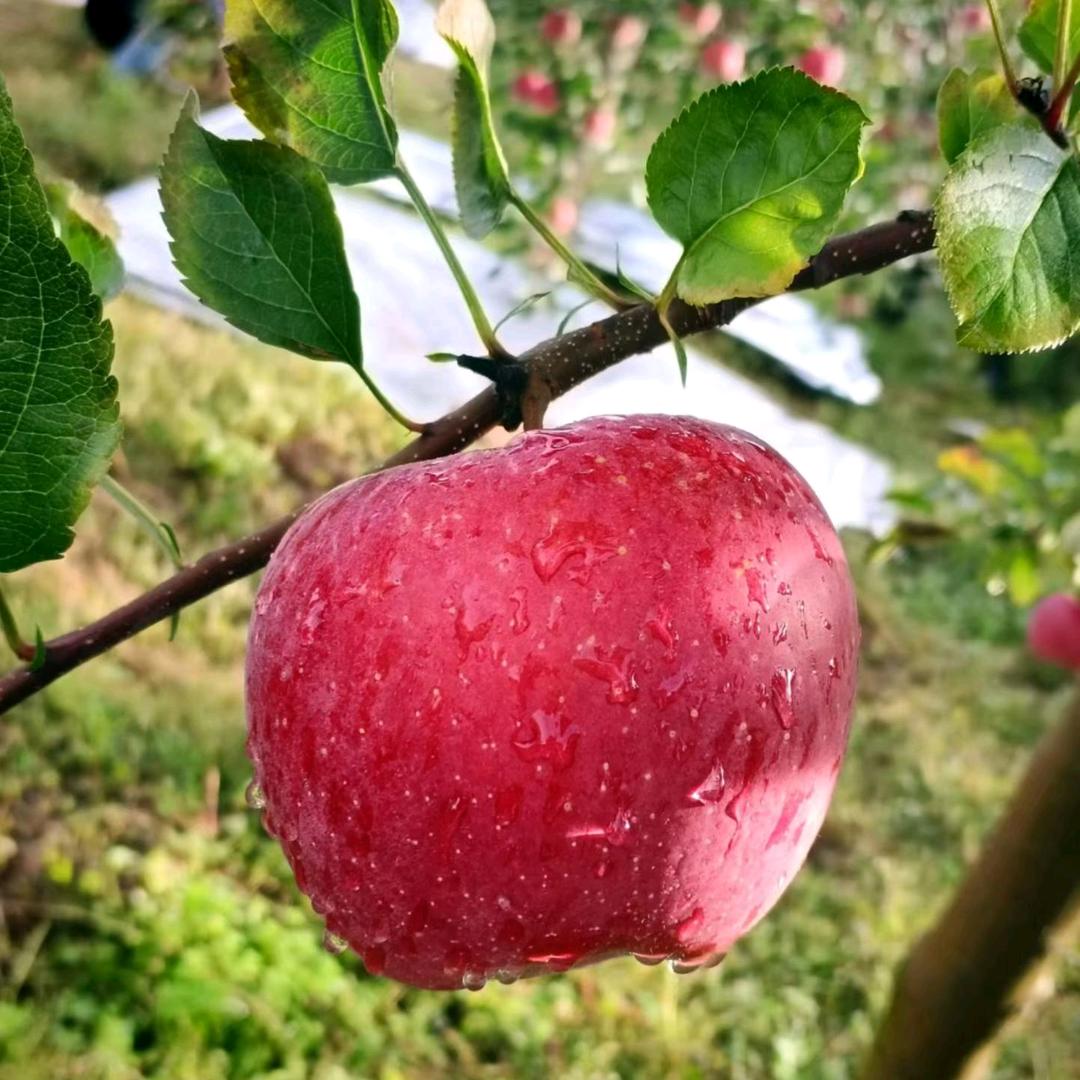 直上云霄