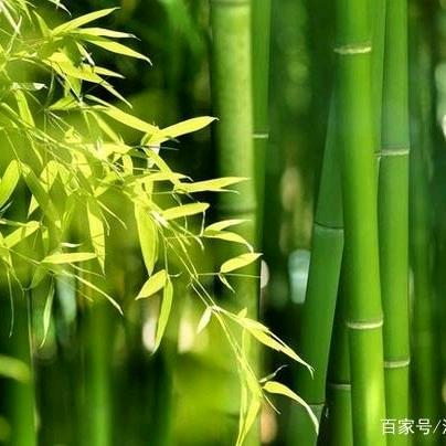 广西子