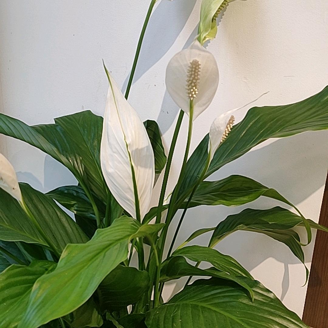 飞飞优选