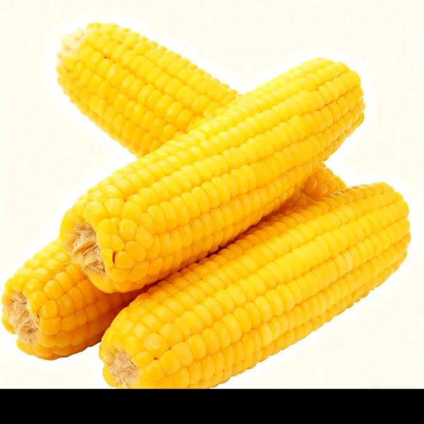 东北玉米农户小妮子