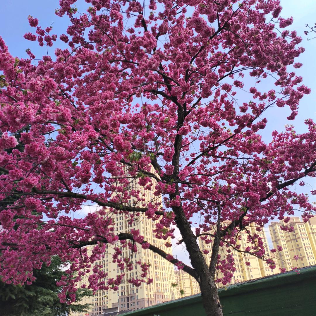 用户钢铁侠姐姐